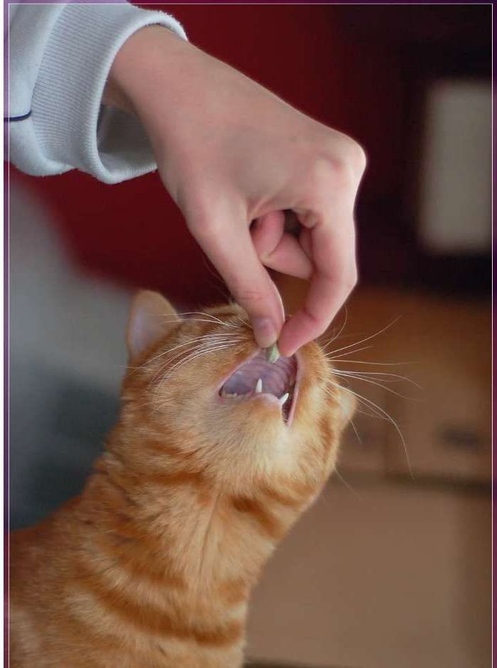 Не стоит рассчитывать, что кошка станет без принуждения глотать лекарство как на этом фото.