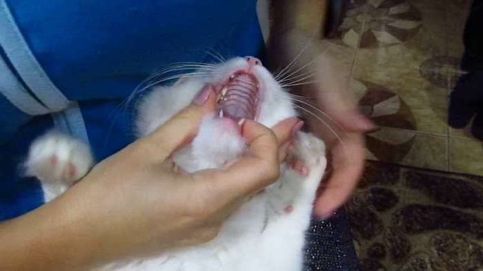Чтобы скормить кошке незамаскированную пищей таблетку, нужно жестко зафиксировать голову и челюсть животного.